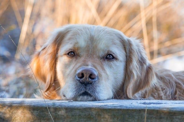 Generic picture of a dog